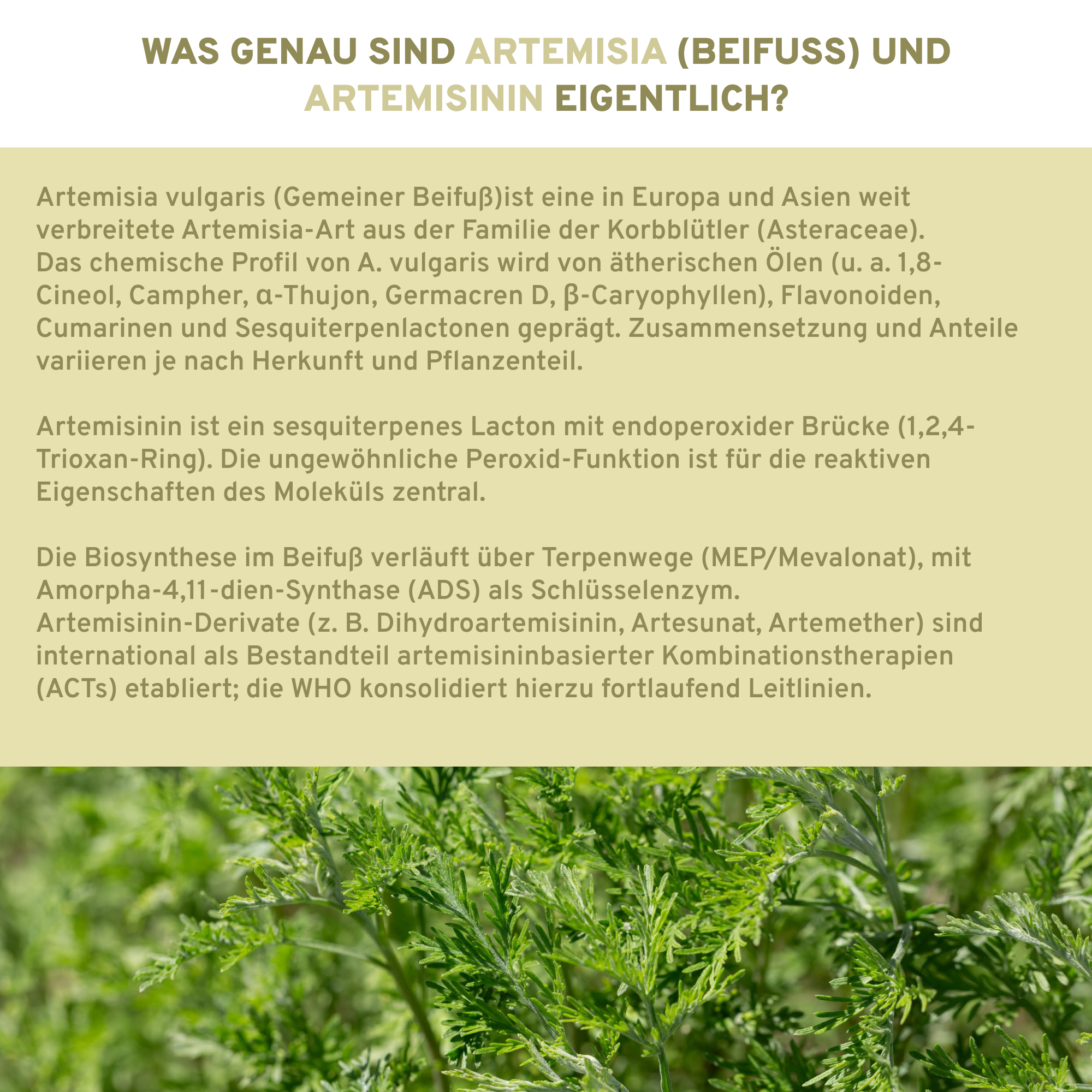Artemisia (Beifuß) Extrakt, Premium-Nahrungsergänzungsmittel mit 5% Artemisinin, garantierte laborgeprüfte Qualität, ohne Füllstoffe, in nachhaltigem Glas, vegan, hergestellt in Deutschland.