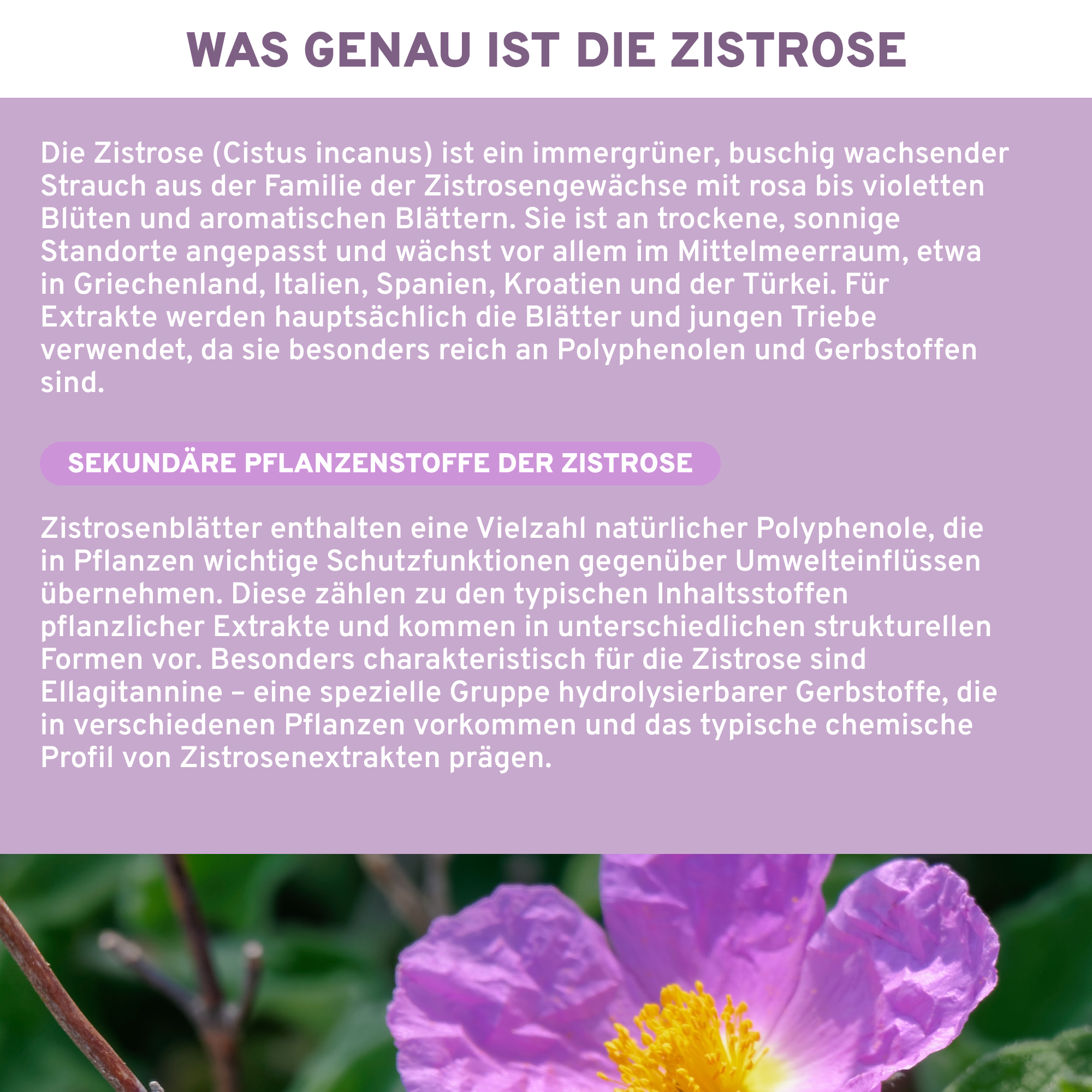 Cistus Incanus (Zistrose) Extrakt, Premium-Nahrungsergänzungsmittel mit 1000 mg Extrakt pro Kapsel, hohe Qualität, laborgeprüft, ohne Zusatzstoffe, vegane Kapseln in nachhaltiger Glasverpackung.