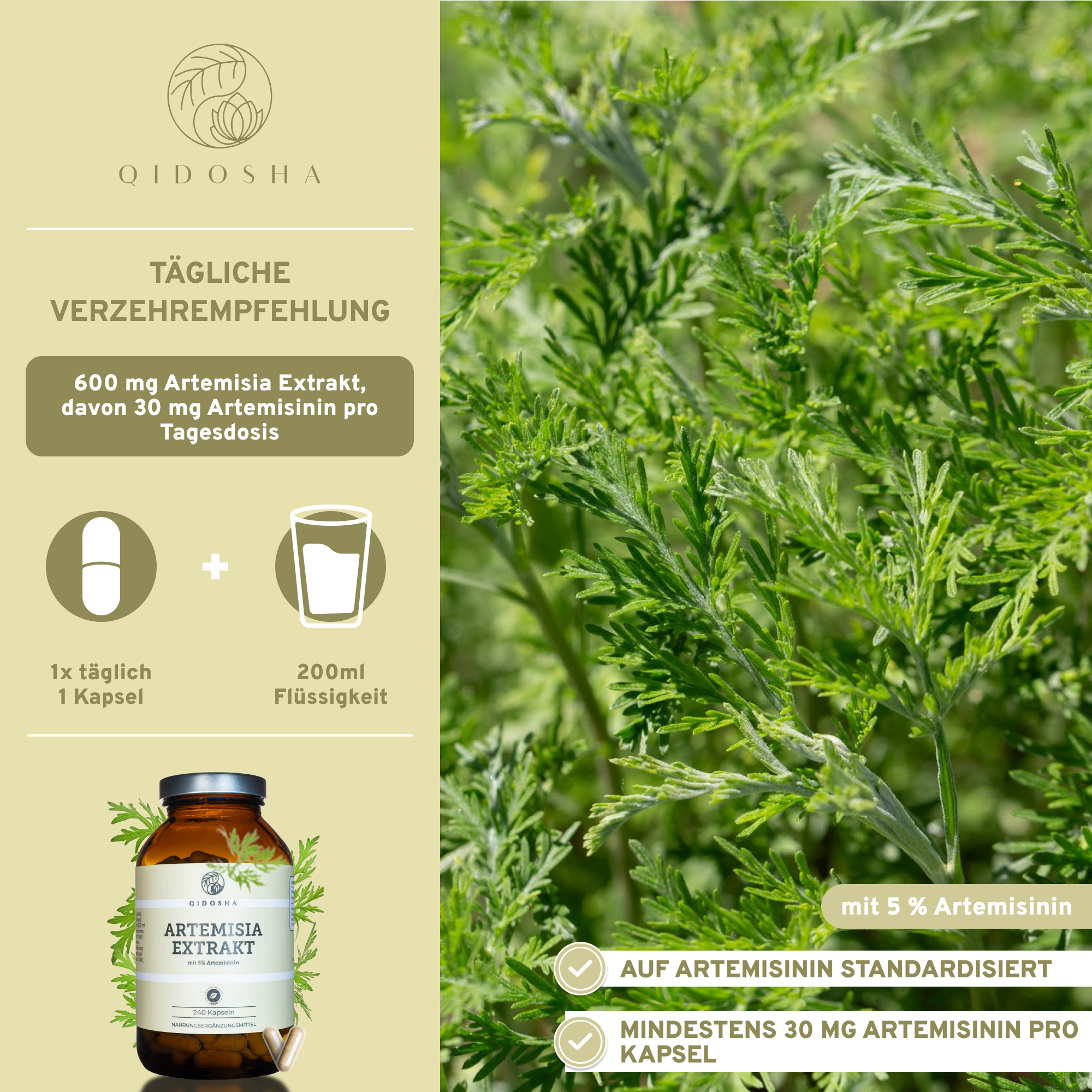 Artemisia (Beifuß) Extrakt von QIDOSHA: Premium-Nahrungsergänzungsmittel mit 240 veganen Kapseln, 5% Artemisinin, laborgeprüfte Qualität, ohne Füllstoffe, in nachhaltigem Glas.