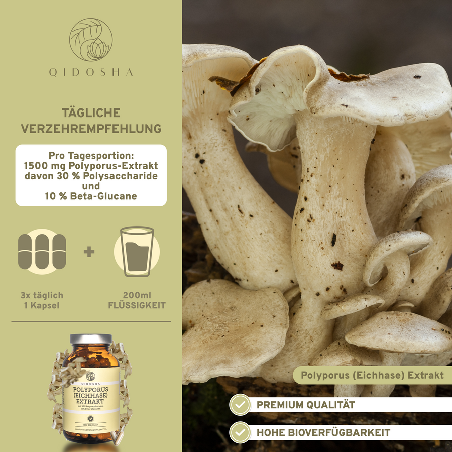 Qidosha Polyporus (Eichhase) Extrakt: Premium-Kapseln, 1500 mg Tagesdosis. Enthält 30% Polysaccharide und 10% Beta-Glucane. Laborgeprüfte Qualität, ohne Zusatzstoffe, in nachhaltigem Glas.