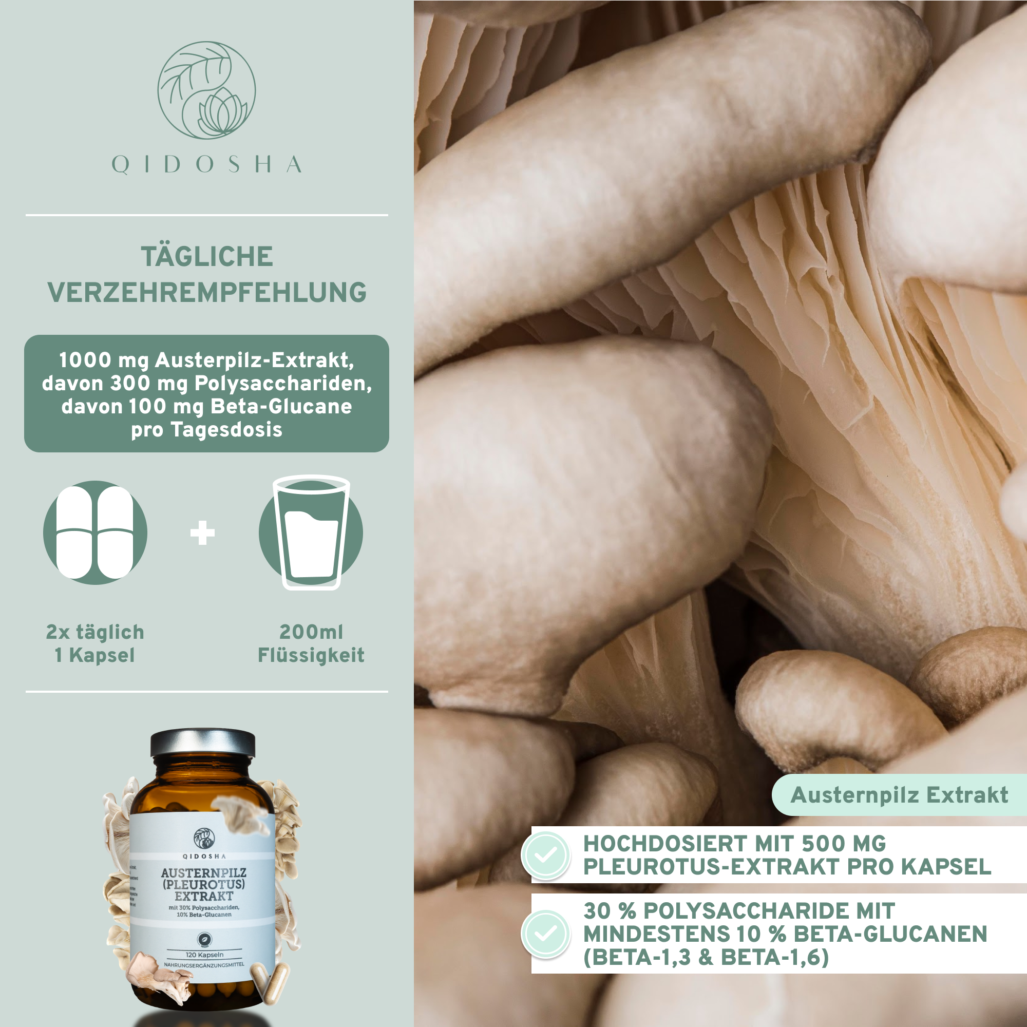 Qidosha Austernpilz (Pleurotus) Extrakt: Hochdosierte, laborgeprüfte Premium-Kapseln mit 500 mg Pilz-Polysacchariden, frei von Zusatzstoffen, in nachhaltigem Glasbehälter. Empfohlene Einnahme: 2 Kapseln täglich.