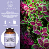 Qidosha Coleus Forskohlii Extrakt: Premium, laborgeprüft, ohne Füllstoffe, 120 vegane Kapseln, nachhaltig in Glas verpackt, mit 20% Forskolinanteil.