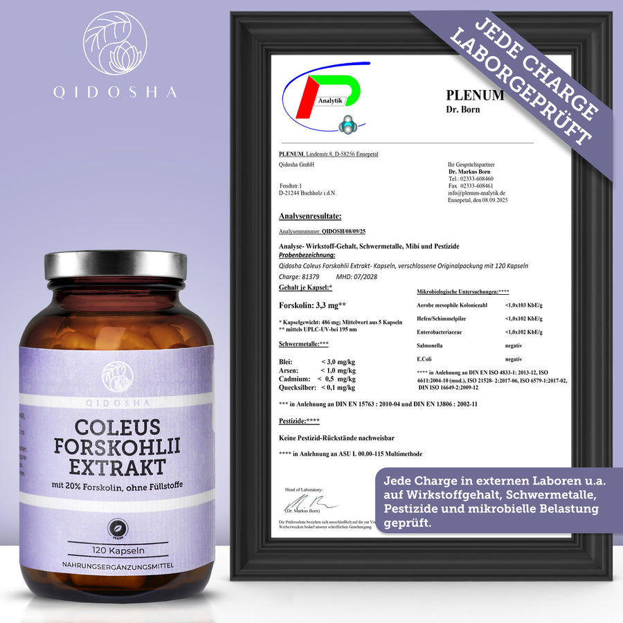 QIDOSHA Coleus Forskohlii Extrakt, 120 Kapseln, 20% Forskolin, laborgeprüft, ohne Füllstoffe, in nachhaltigem Braunglas. Hergestellt in Deutschland, Premium-Nahrungsergänzungsmittel.