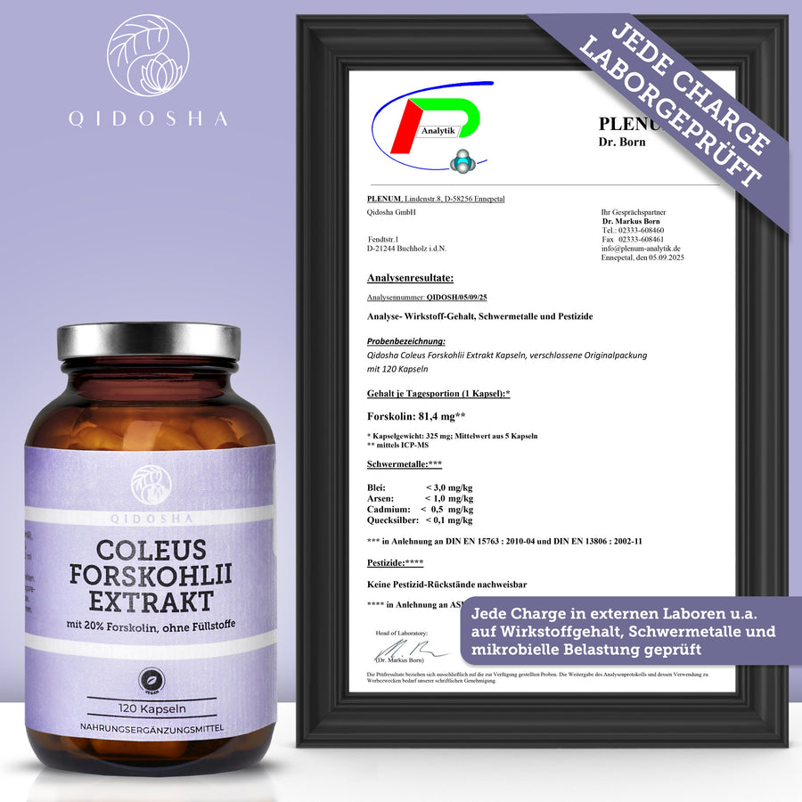 QIDOSHA Coleus Forskohlii Extrakt, 120 Kapseln, 20% Forskolin, laborgeprüfte Qualität, ohne Füllstoffe, im braunen Glas, mit Zertifikat im schwarzen Rahmen. Premium Nahrungsergänzungsmittel.
