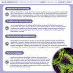 Coleus Forskohlii Extrakt mit 20% Forskolin, präsentiert in einem Glas, zeigt die grün-violetten Blätter der Pflanze. Premium, laborgeprüft, ohne Füllstoffe, true clean label.