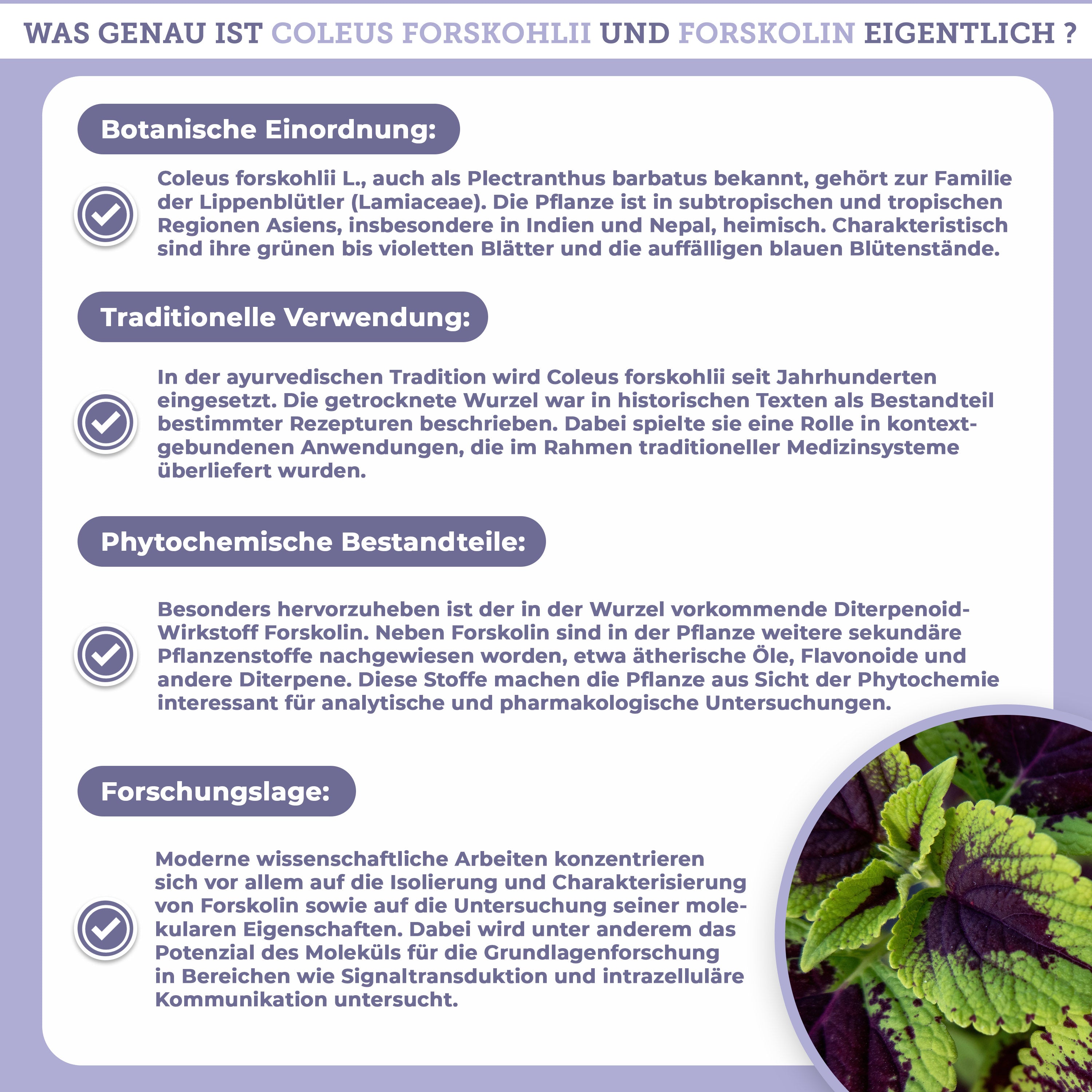 Coleus Forskohlii Extrakt mit 20% Forskolin, präsentiert in einem Glas, zeigt die grün-violetten Blätter der Pflanze. Premium, laborgeprüft, ohne Füllstoffe, true clean label.