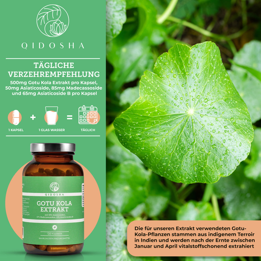 Gotu Kola Extrakt (Indischer Wassernabel) mit 10% Asiaticosiden