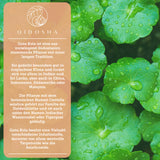 Екстракт от Готу Кола (индийски пенилист) с 10% азиатикозиди