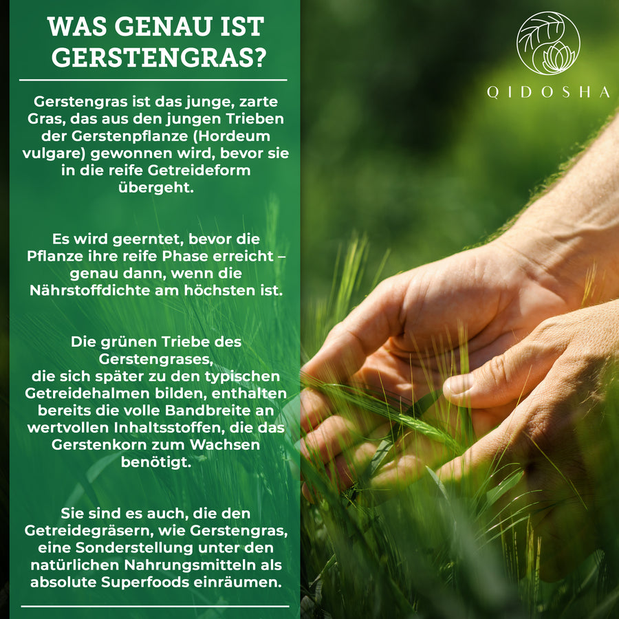 Bio Gerstengras im Glas