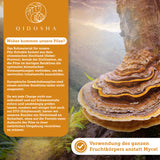 Екстракт от гъбички Тиндер