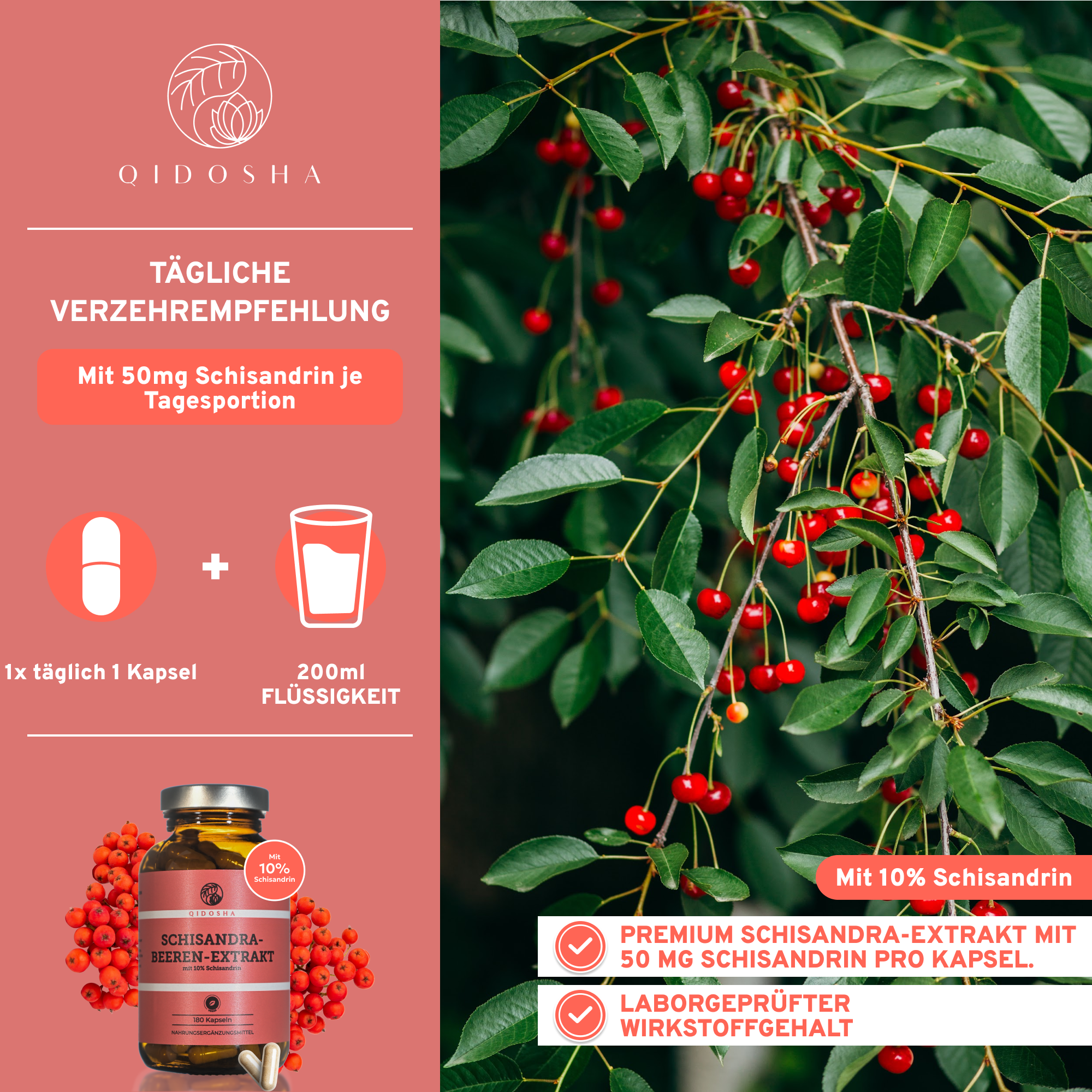 Schisandra Extrakt mit 10% Schisandrin: Premium, laborgeprüft, vegan, ohne Zusatzstoffe. 180 Kapseln im Braunglas. TCM-Nahrungsergänzungsmittel, täglich eine Kapsel. Hergestellt in Deutschland.